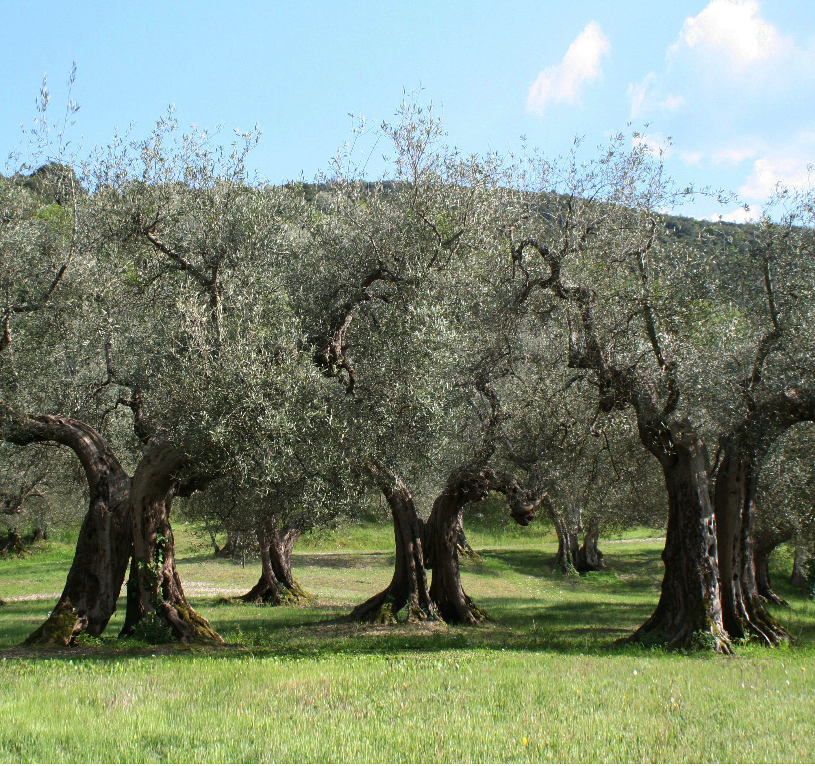 Рябина это небольшое ветвистое деревце растущее. Маслина европейская роща. Олива европейская, Olea europaea. Маслина европейская (Olea europaea). Древняя Греция оливко роща.