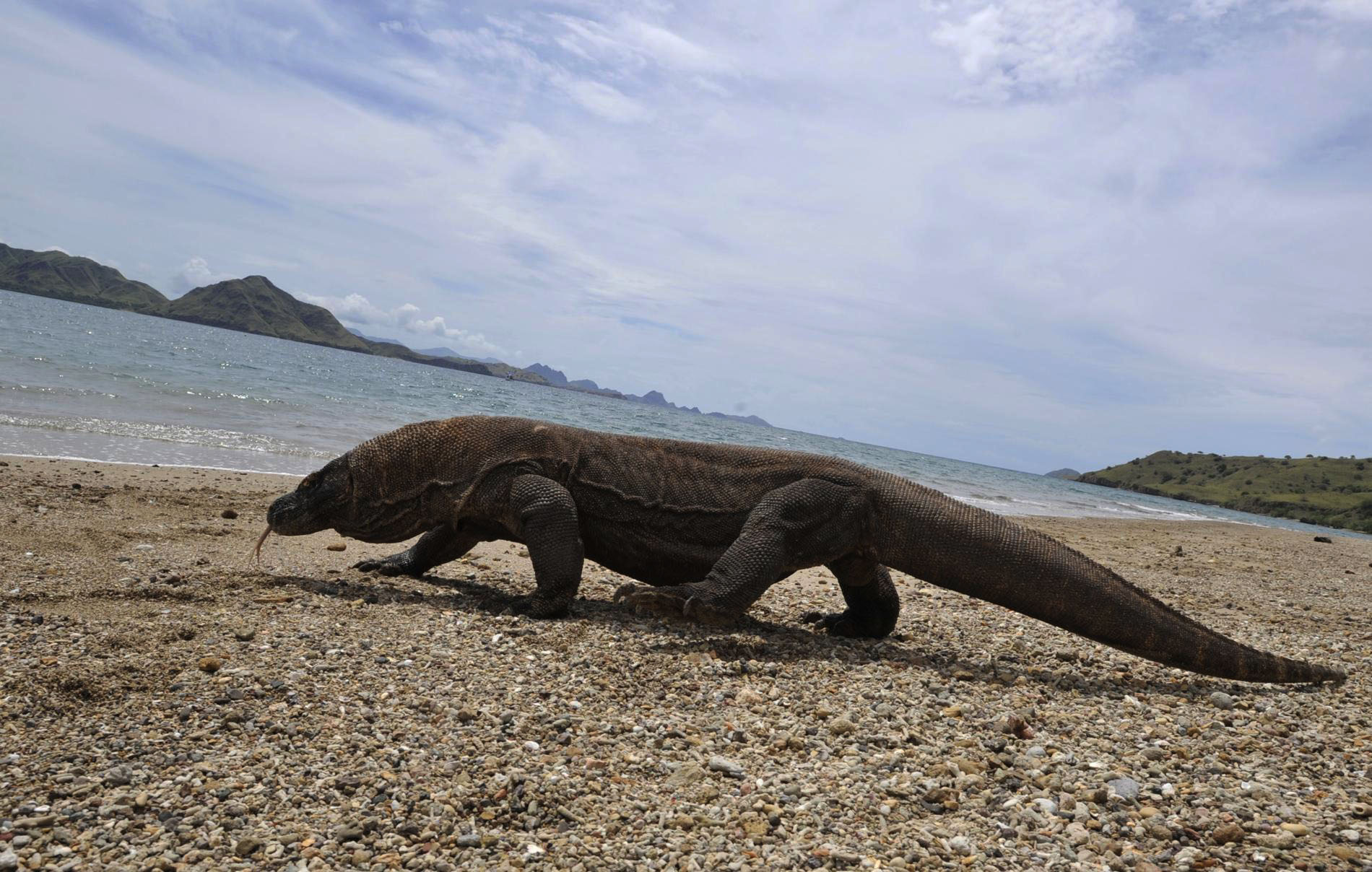 Самая большая ящерица в мире фото