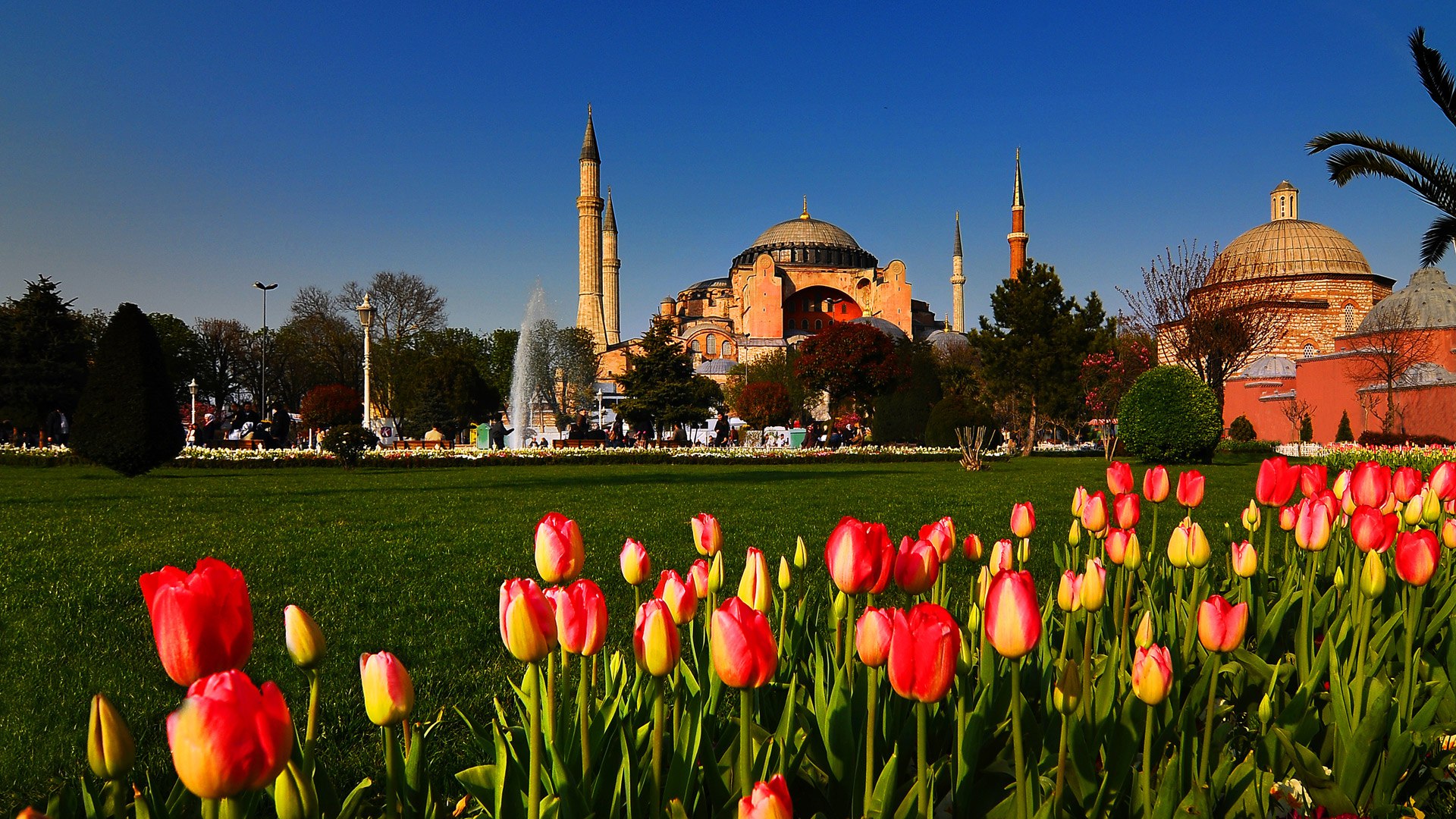 Стамбул Турция тюльпаны
