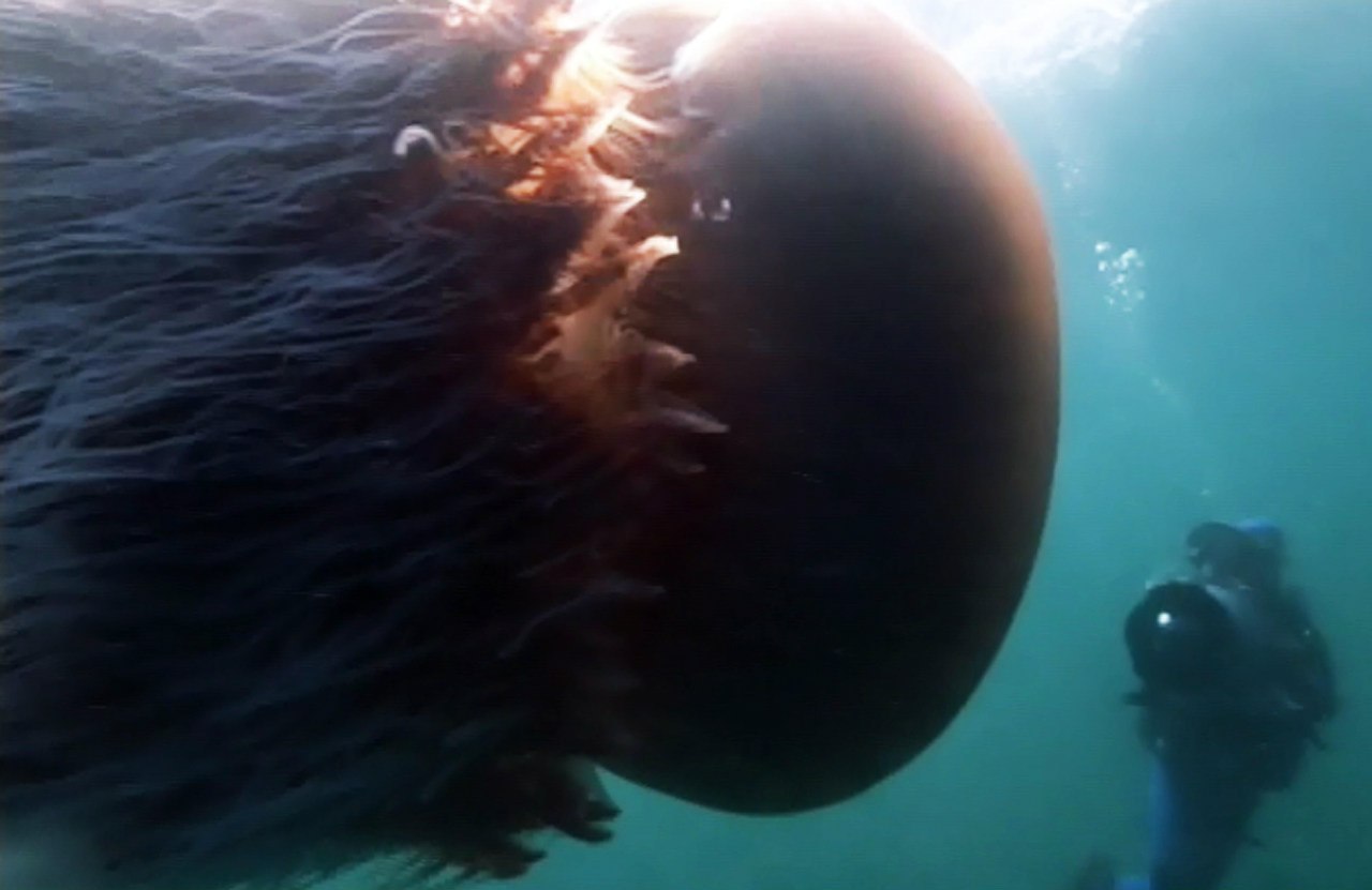Медуза цианея с щупальцами 30 метров