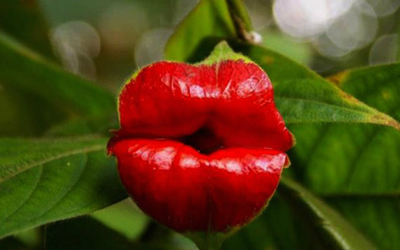 Psychotria elata