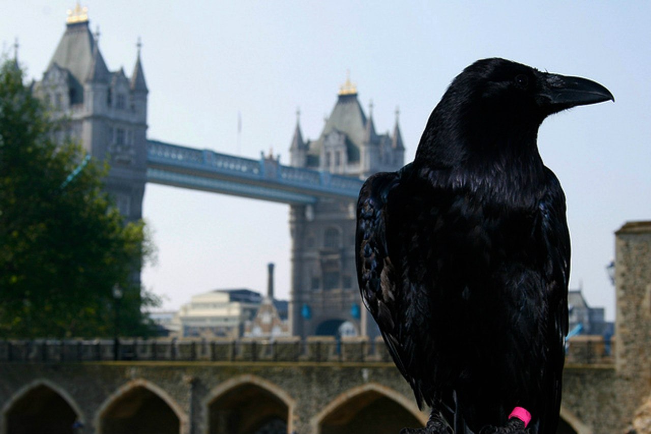 The ravens are the unique. Тауэр в Лондоне вороны. Шесть Воронов Лондонский Тауэр. Тауэр вороны Легенда. Лондонский Тауэр черные вороны.