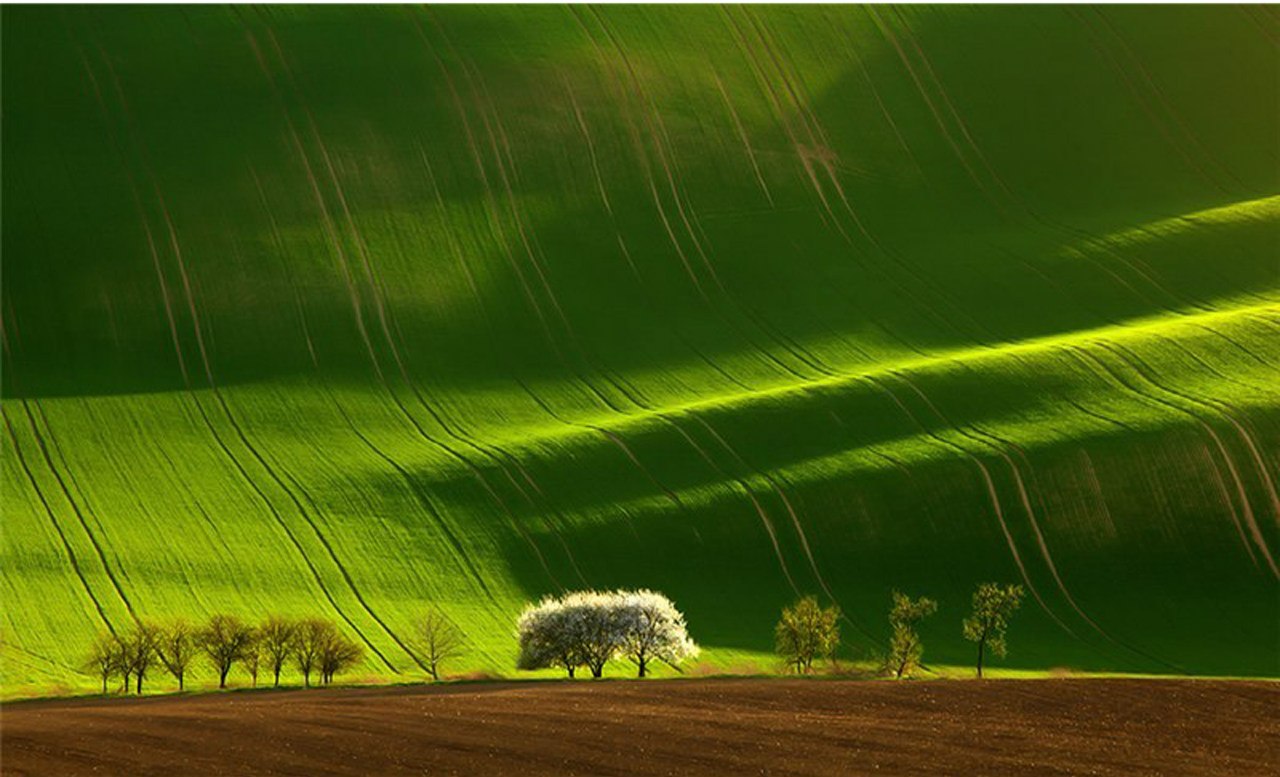 Зелёные поля Моравии, Чехия. - Фото
