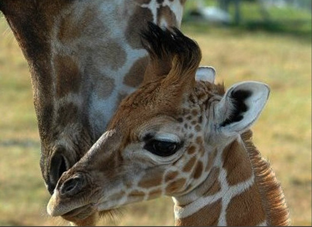 Сколько детенышей жирафа родилось за 2 года. Жираф с детенышем. Детеныш жирафа. Малыш Жираф. Жираф с детенышем фото.