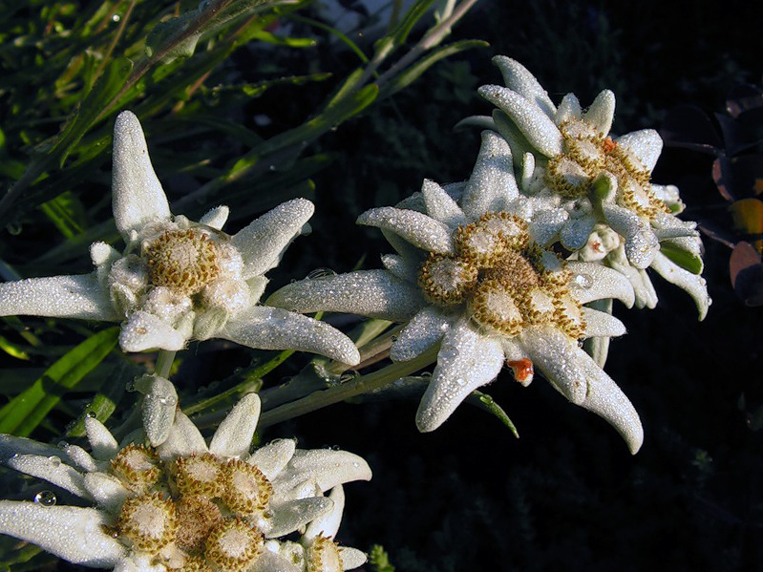 Эдельвейс цветок