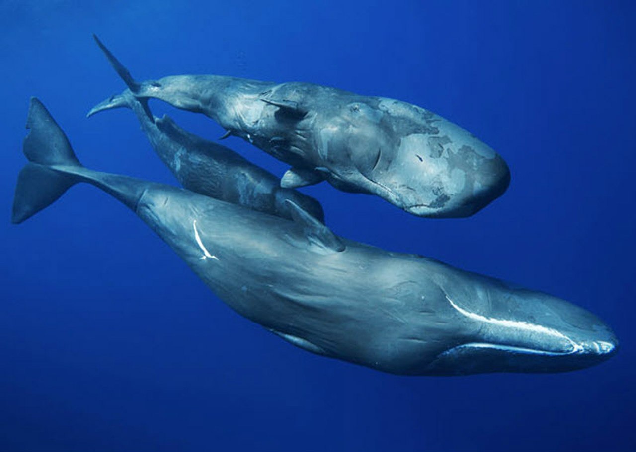 Картинки кашалота. Китообразные Кашалот. Гренландский кит и Кашалот. Кит Кашалот Касатка. Спермацетовый кит Кашалот.