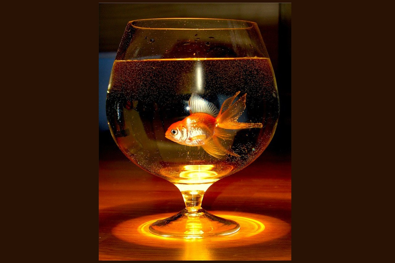В бокале дна не видно. Золотая рыбка в бокале. Золотая рыбка в фужере. Аквариум бокал. Золотая рыбка в бокале аквариуме.