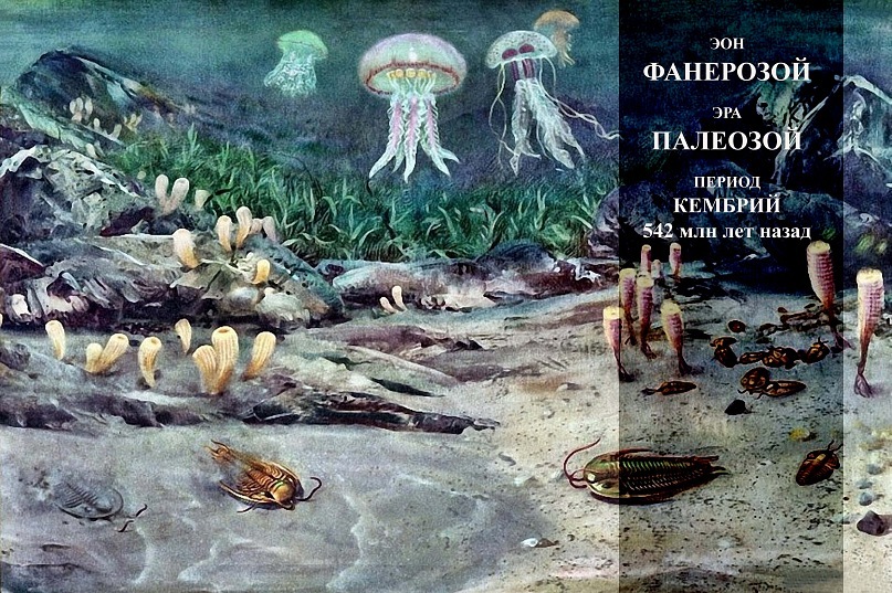 медузы